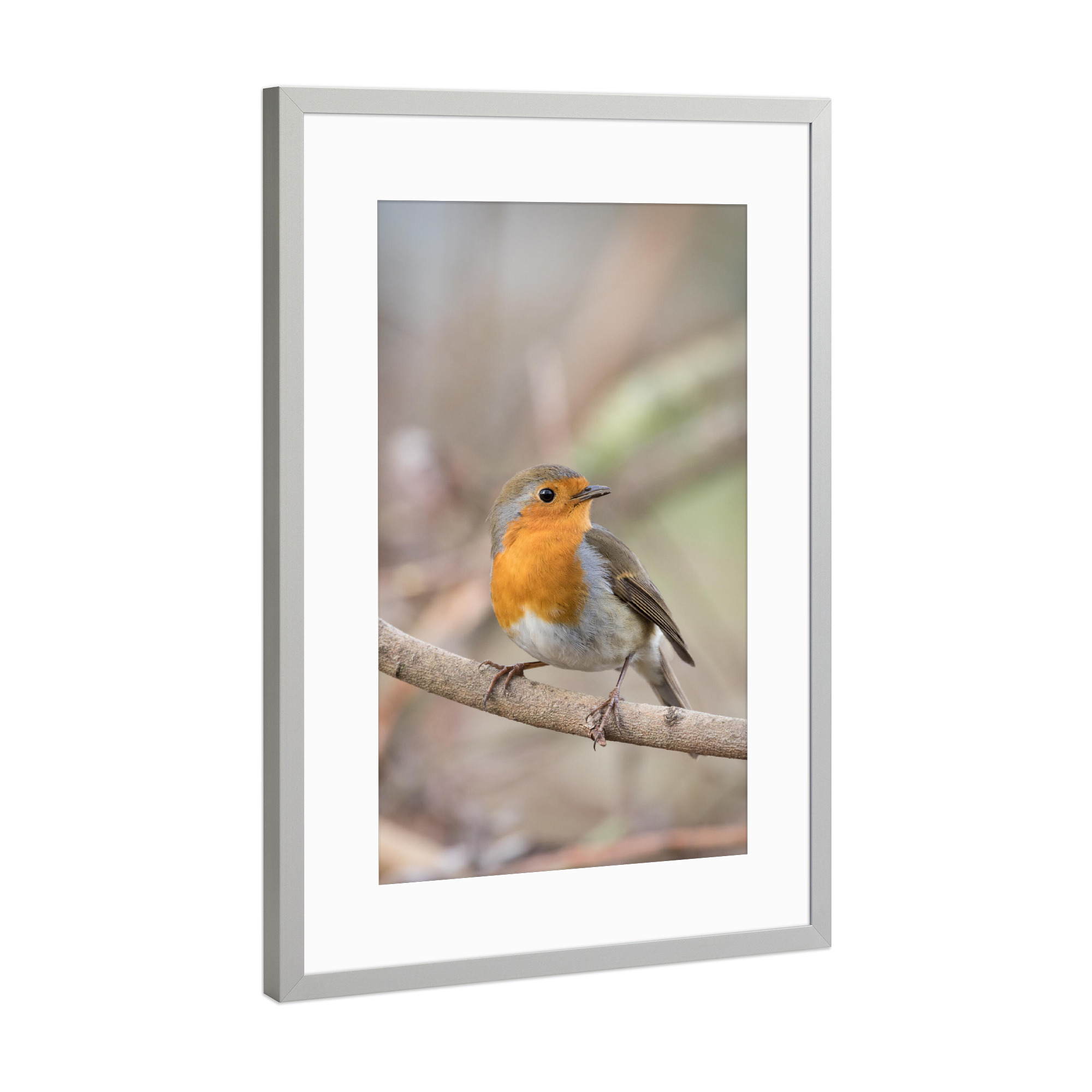 Poster mit Rahmen Silber "Kleines Rotkehlchen" artboxONE - Natur,Tiere