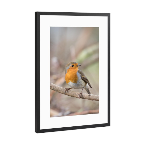 Poster mit Rahmen Schwarz (Metallic) "Kleines Rotkehlchen" artboxONE - Natur,Tiere
