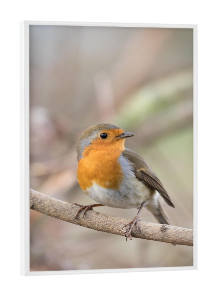 Poster mit weißem Rahmen "Kleines Rotkehlchen" artboxONE - Natur,Tiere
