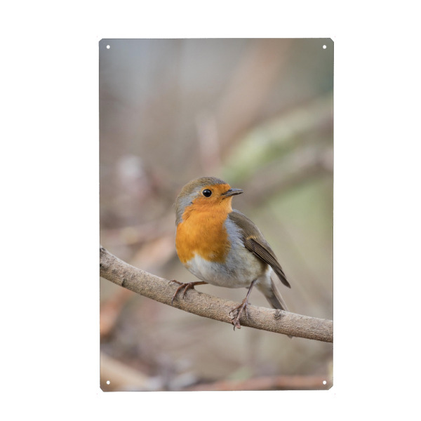 Metall Poster "Kleines Rotkehlchen" artboxONE - Natur,Tiere