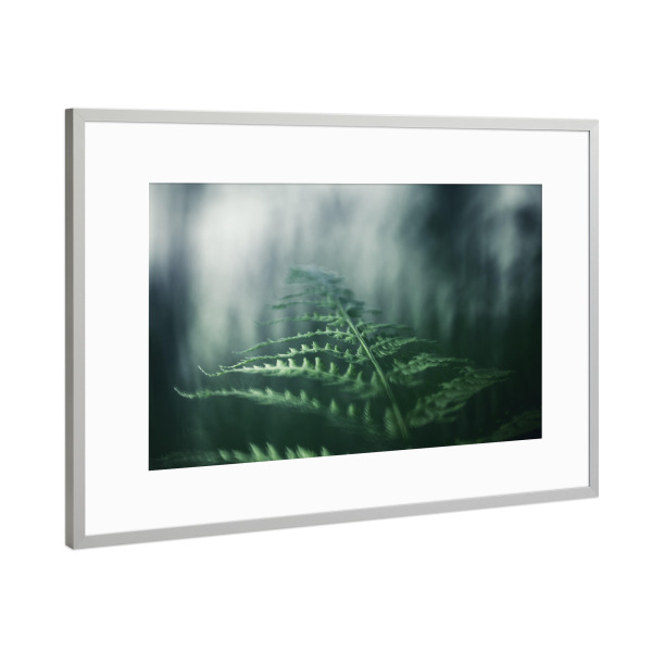 Poster mit Rahmen Silber "Fern Frond" artboxONE - Natur,Floral