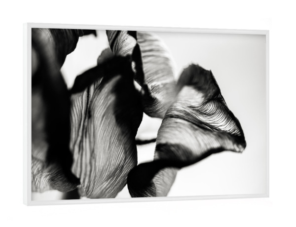 Poster mit weißem Rahmen "Structures Of A Tulip" artboxONE - Natur,Floral,Abstrakt,Schwarzweiß