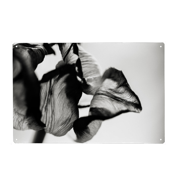 Holzbild "Structures Of A Tulip" artboxONE - Natur,Floral,Abstrakt,Schwarzweiß