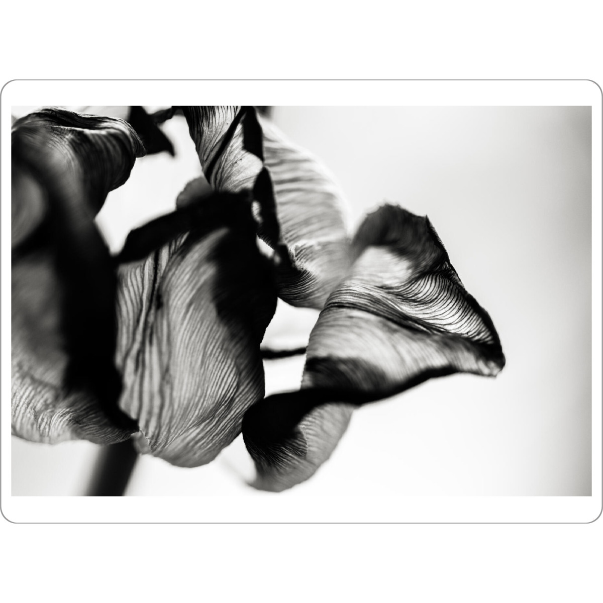 Tischset "Structures Of A Tulip" artboxONE - Natur,Floral,Abstrakt,Schwarzweiß