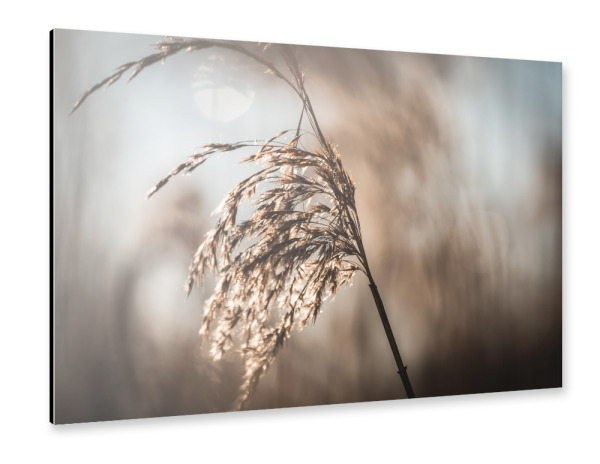 Alu-Dibond "Schilfrohr" 30x20 cm artboxONE