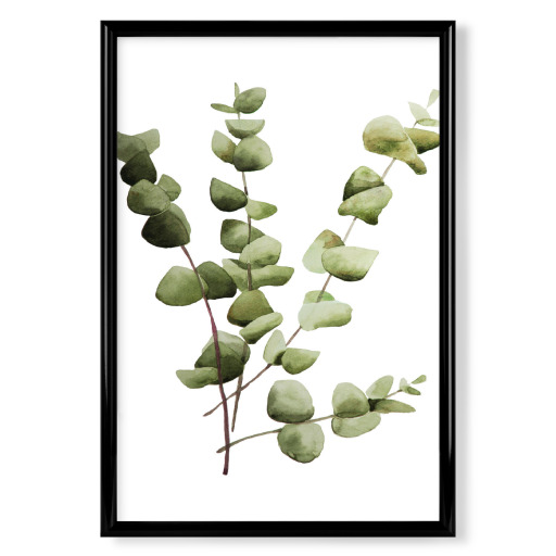 Eucalyptus watercolor