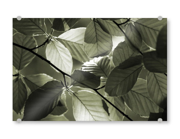 Acrylglasbild "Blatt Detail mit Sonnenlicht" artboxONE - Natur,Reise,Floral,Abstrakt