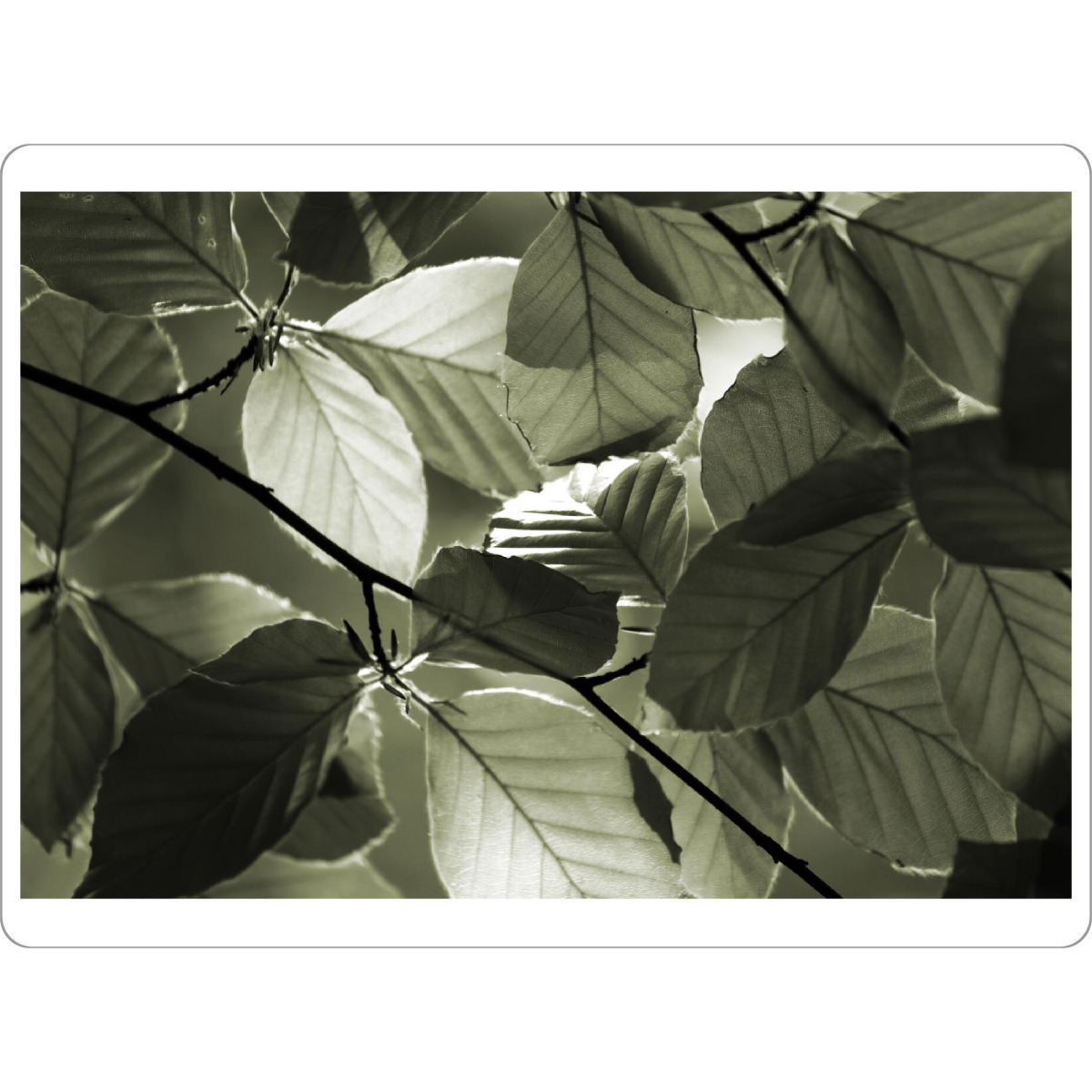 Tischset "Blatt Detail mit Sonnenlicht" artboxONE - Natur,Reise,Floral,Abstrakt