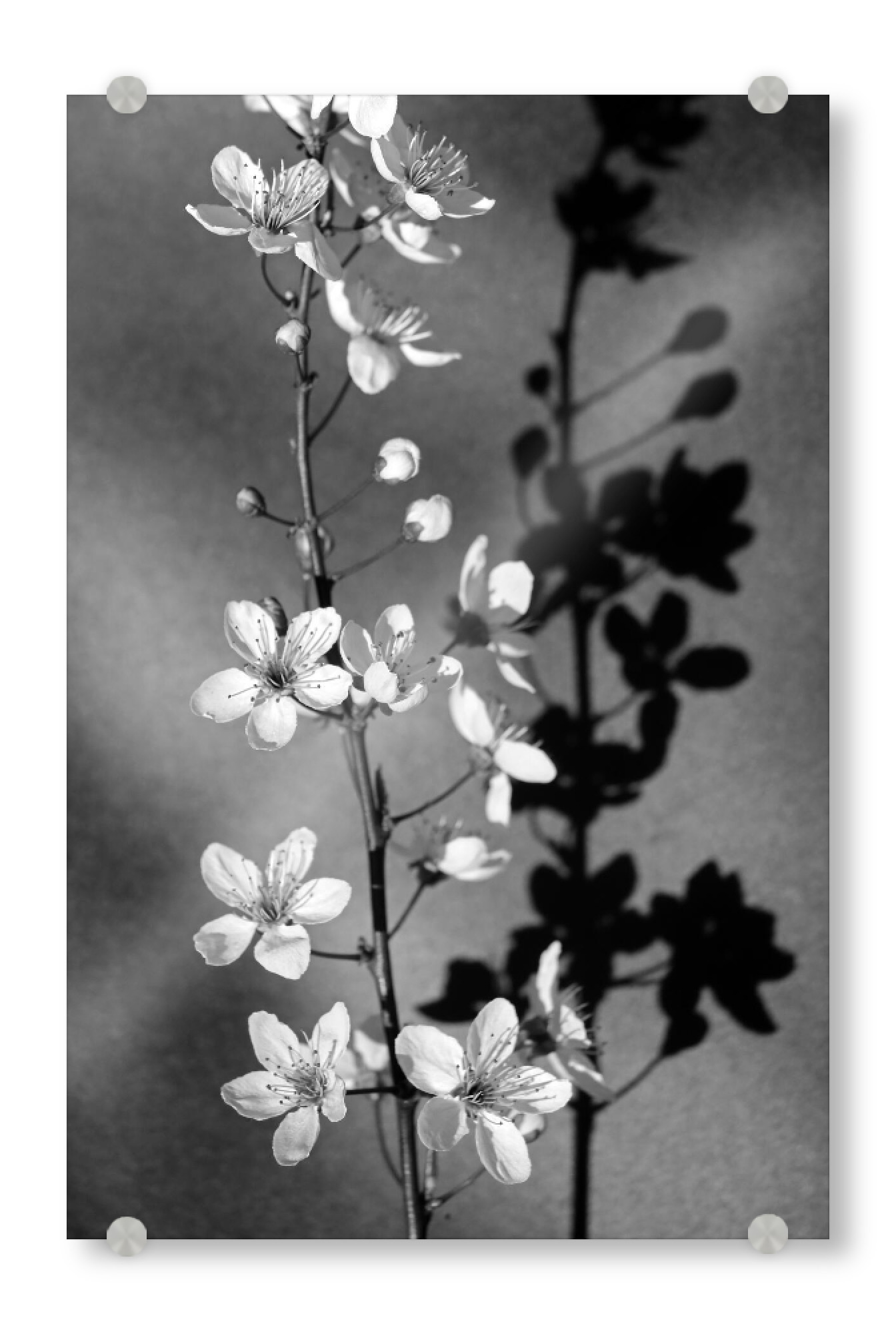 Acrylglasbild "Blüten Stillleben schwarz-weiß" artboxONE - Natur,Floral,Schwarzweiß,Liebe
