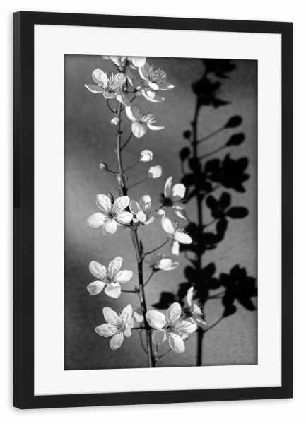 Poster mit Rahmen schwarz "Blüten Stillleben schwarz-weiß" artboxONE - Natur,Floral,Schwarzweiß,Liebe
