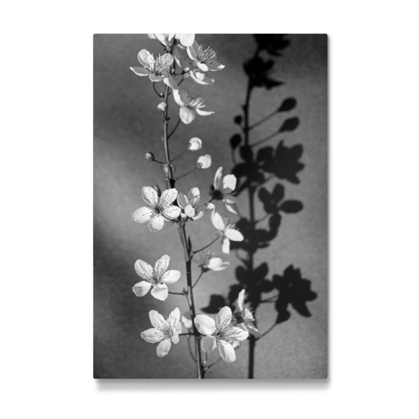 Galerie-Print "Blüten Stillleben schwarz-weiß" 30x20 cm artboxONE