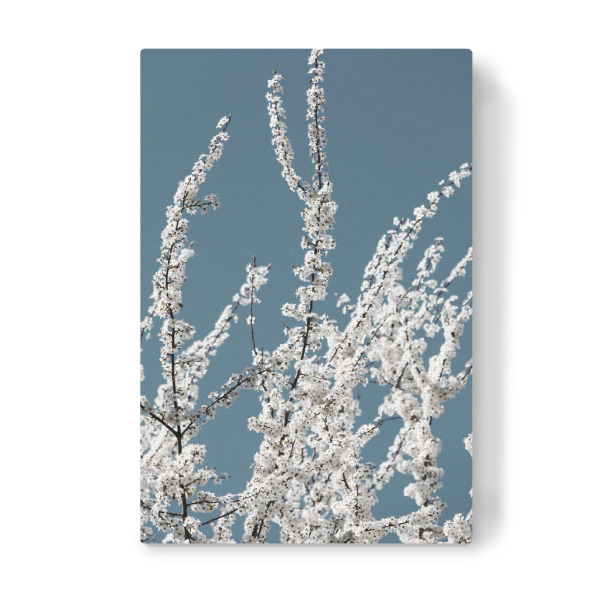 Leinwandbild "Blütenzweig I Weiß Türkis" artboxONE - Natur,Floral,Abstrakt,Liebe