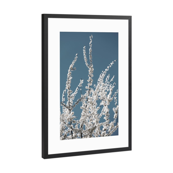Poster mit Rahmen Schwarz (Metallic) "Blütenzweig I Weiß Türkis" artboxONE - Natur,Floral,Abstrakt,Liebe