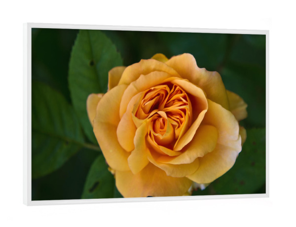 Poster mit weißem Rahmen "Rose in zartem orange" artboxONE - Natur,Floral