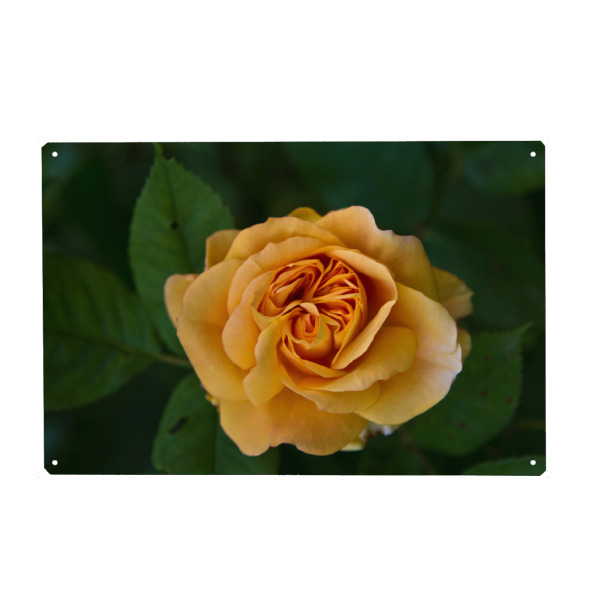 Holzbild "Rose in zartem orange" artboxONE - Natur,Floral