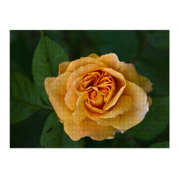Puzzle Ravensburger "Rose in zartem orange" artboxONE - Natur,Floral