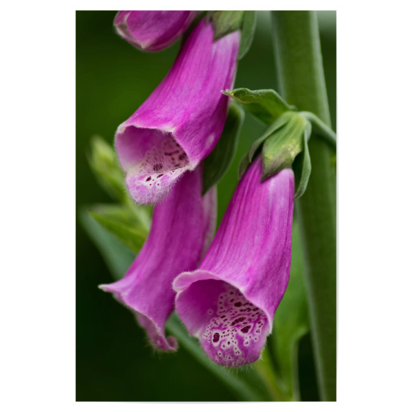Poster "Blüten des Roten Fingerhuts" artboxONE - Natur,Floral
