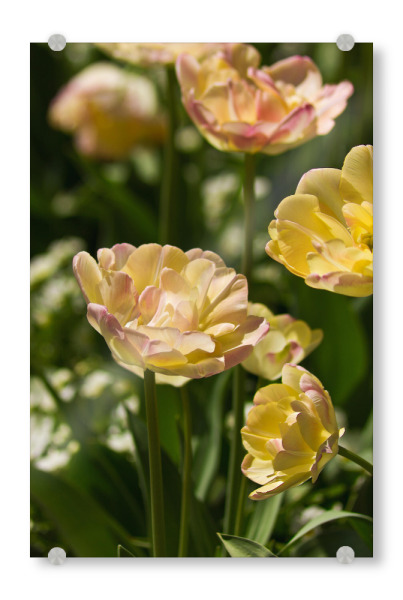 Acrylglasbild "Hellgelbe Tulpen in der Sonne" artboxONE - Natur,Floral