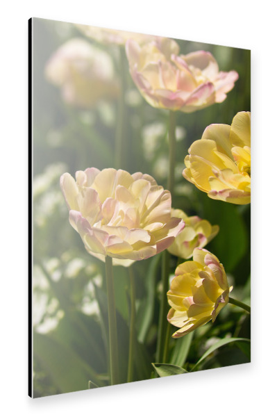 Alu-Dibond "Hellgelbe Tulpen in der Sonne" 30x20 cm artboxONE