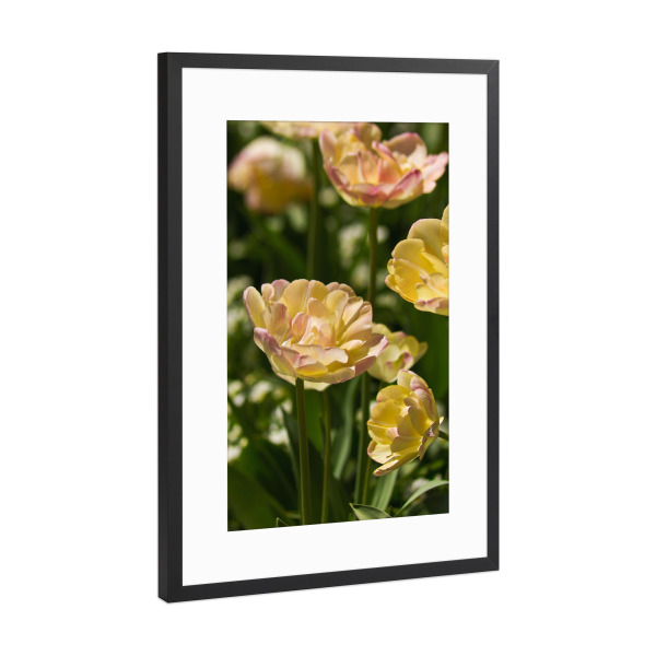 Poster mit Rahmen Schwarz (Metallic) "Hellgelbe Tulpen in der Sonne" artboxONE - Natur,Floral