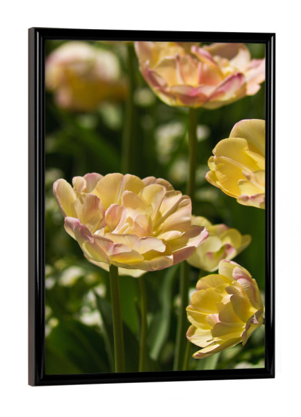 Poster mit schwarzem Rahmen "Hellgelbe Tulpen in der Sonne" artboxONE - Natur,Floral
