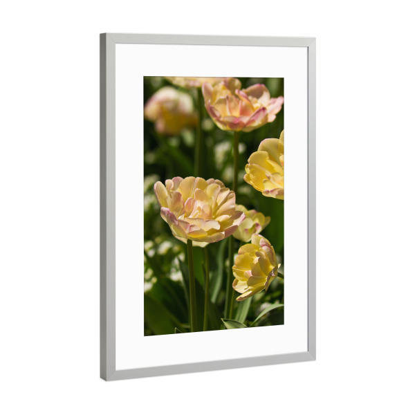 Poster mit Rahmen Silber "Hellgelbe Tulpen in der Sonne" artboxONE - Natur,Floral
