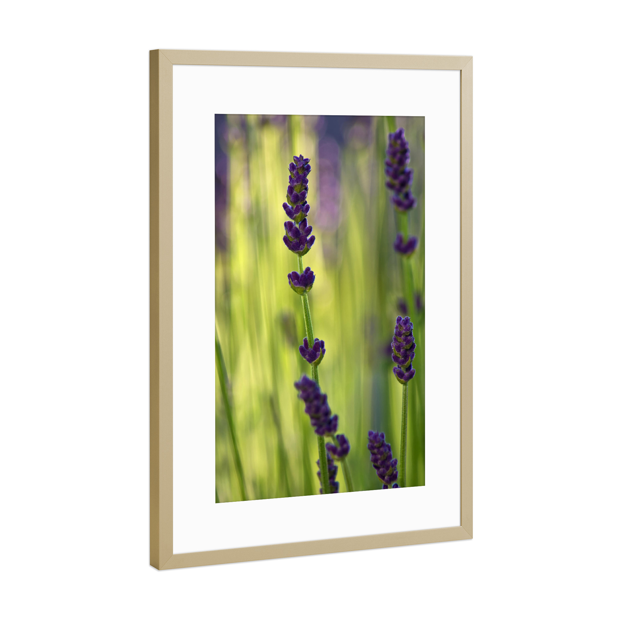 Poster mit Rahmen Gold "Lavendel" artboxONE - Natur,Floral,Abstrakt