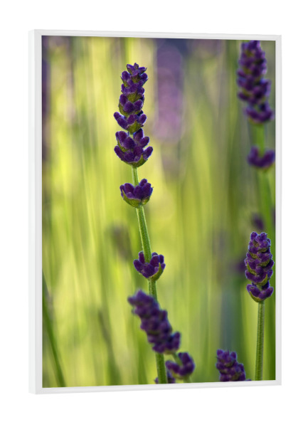 Poster mit weißem Rahmen "Lavendel" artboxONE - Natur,Floral,Abstrakt