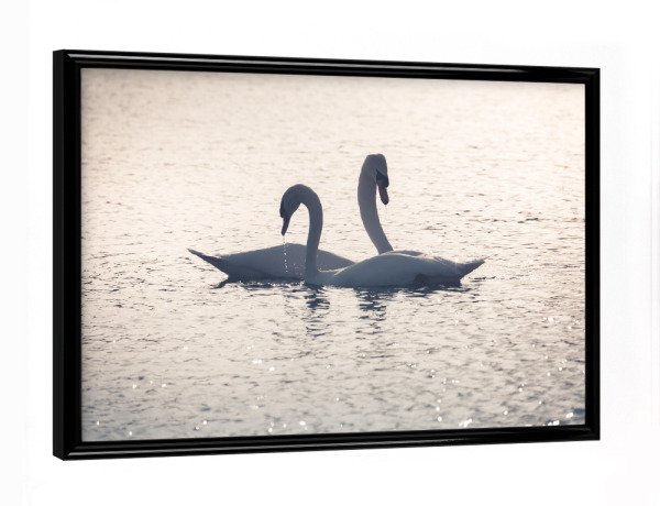 Poster mit schwarzem Rahmen "Schwäne" artboxONE - Natur,Tiere