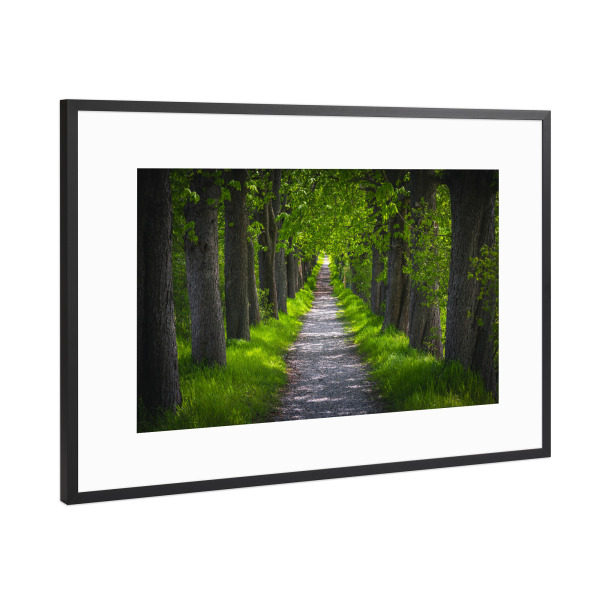 Poster mit Rahmen Schwarz (Metallic) "Frühlings Allee" artboxONE - Natur
