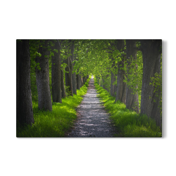 Galerie-Print "Frühlings Allee" 30x20 cm artboxONE
