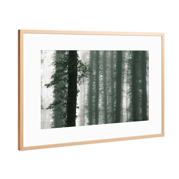 Poster mit Rahmen Kupfer "Efeuwald" artboxONE - Natur,Floral - Efeu,Wald,Bäume,Nebel,Baumstämme,Usedom,Bewachsen,Dunst,Naturfoto,Forest,Fog,Trees
