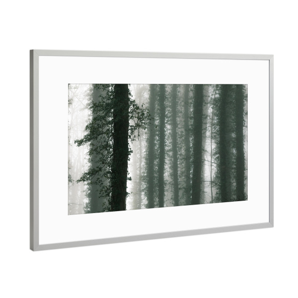Poster mit Rahmen Silber "Efeuwald" artboxONE - Natur,Floral - Efeu,Wald,Bäume,Nebel,Baumstämme,Usedom,Bewachsen,Dunst,Naturfoto,Forest,Fog,Trees