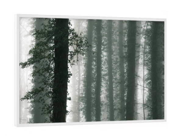 Poster mit weißem Rahmen "Efeuwald" artboxONE - Natur,Floral - Efeu,Wald,Bäume,Nebel,Baumstämme,Usedom,Bewachsen,Dunst,Naturfoto,Forest,Fog,Trees