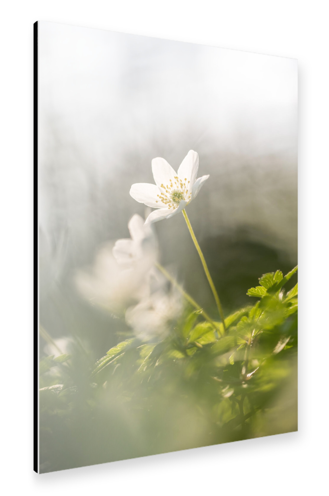 Alu-Dibond "Buschwindröschen" 75x50 cm artboxONE