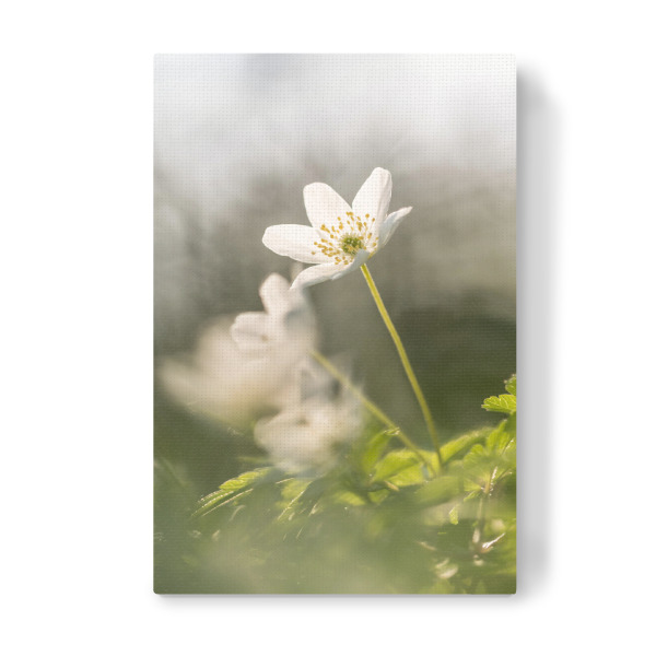 Leinwandbild "Buschwindröschen" artboxONE - Natur,Floral