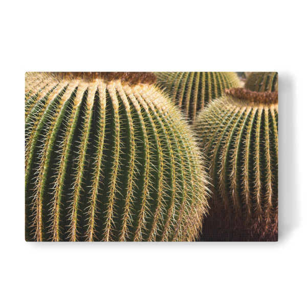 Leinwandbild "Goldkugelkakteen" artboxONE - Natur,Reise