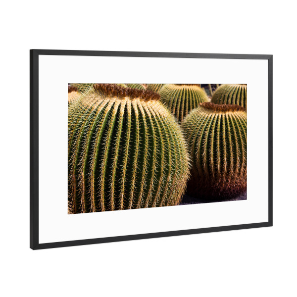 Poster mit Rahmen Schwarz (Metallic) "Goldkugelkakteen" artboxONE - Natur,Reise