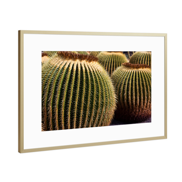 Poster mit Rahmen Gold "Goldkugelkakteen" artboxONE - Natur,Reise