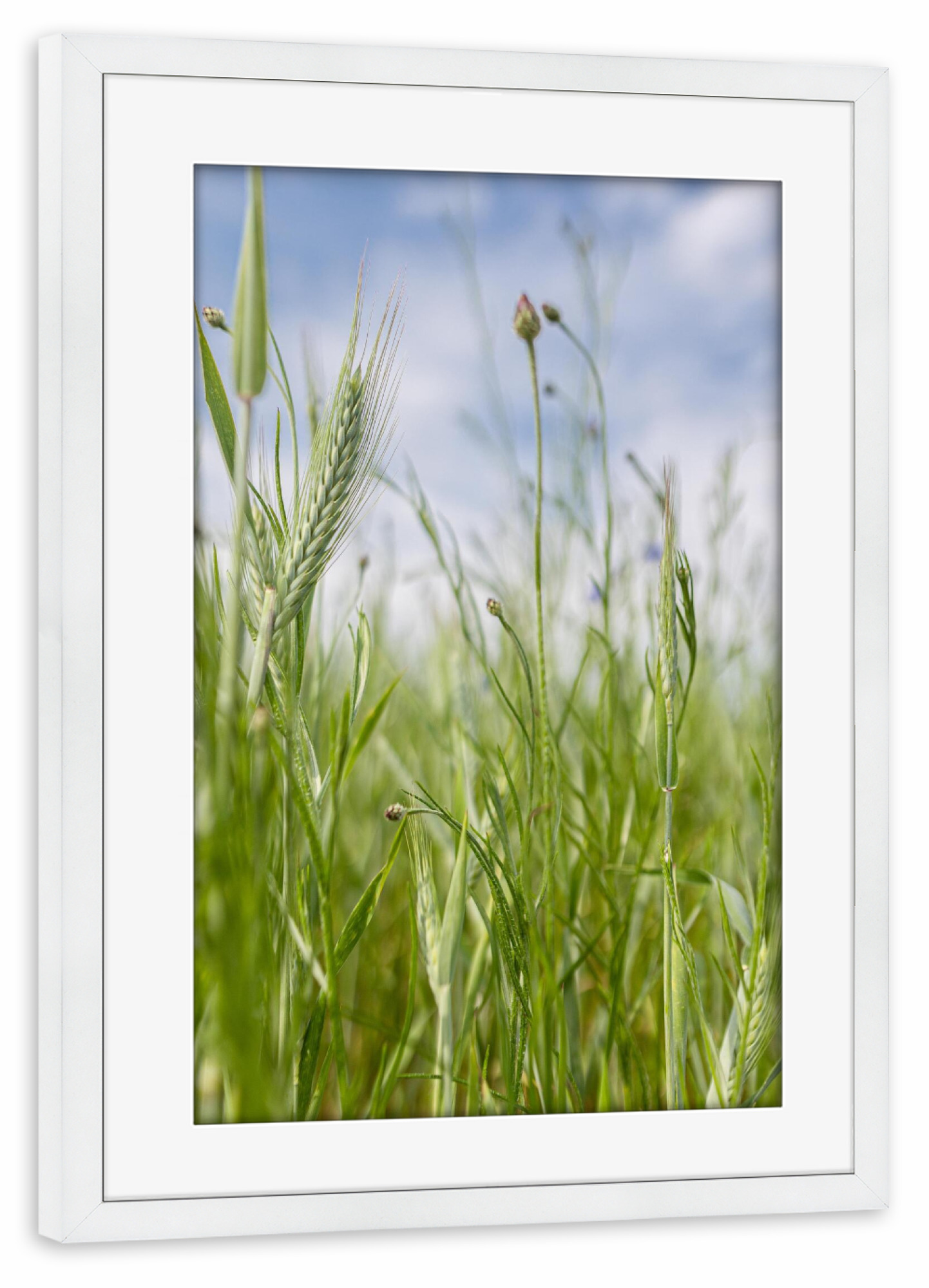 Poster mit Rahmen weiß "Getreidefeld und Himmel" artboxONE - Natur,Floral
