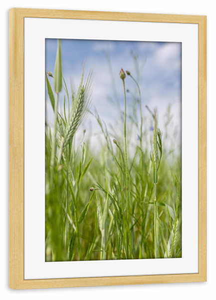 Poster mit Rahmen kiefer "Getreidefeld und Himmel" artboxONE - Natur,Floral