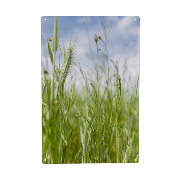 Metall Poster "Getreidefeld und Himmel" artboxONE - Natur,Floral
