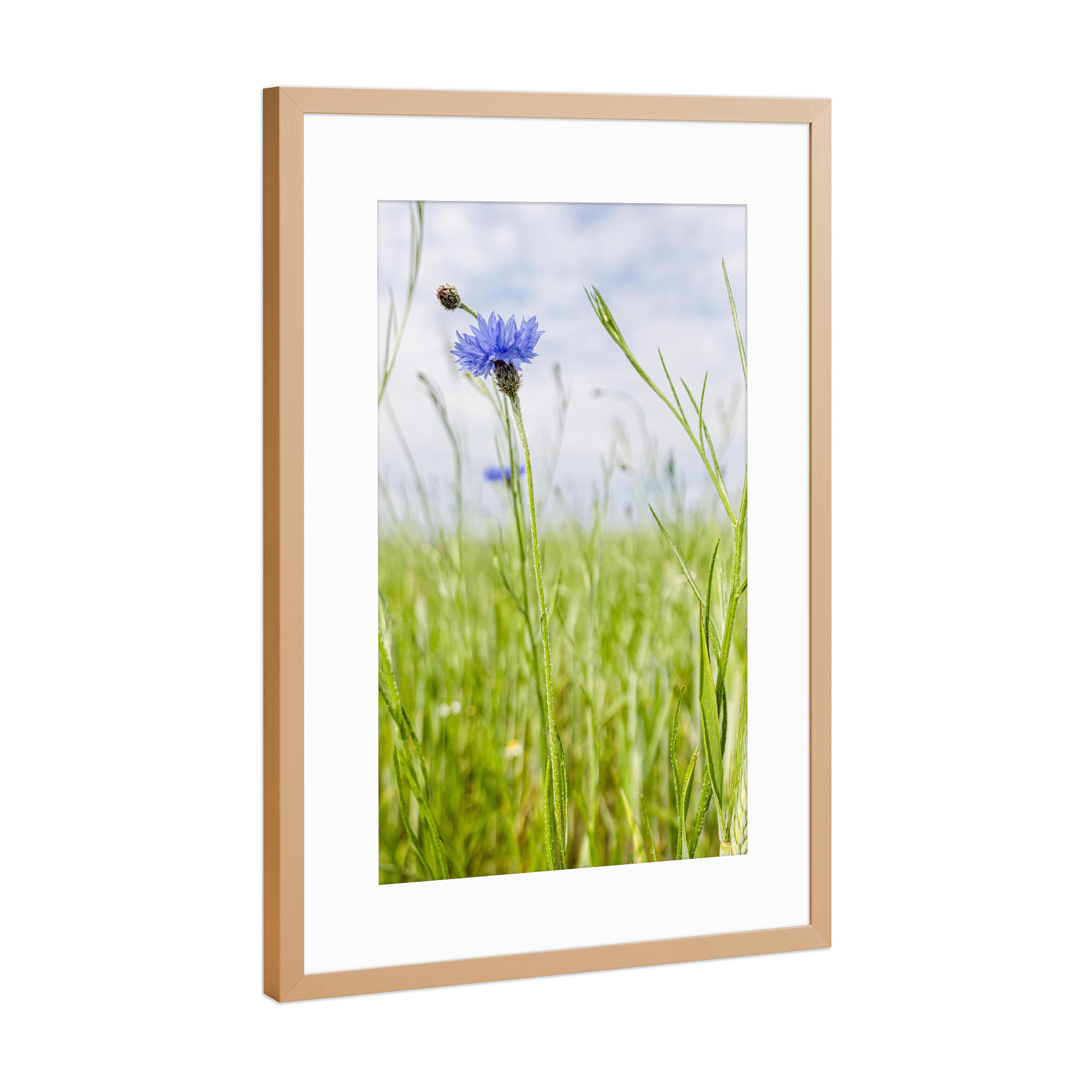 Poster mit Rahmen Kupfer "Kornblumenwiese" artboxONE - Natur,Floral