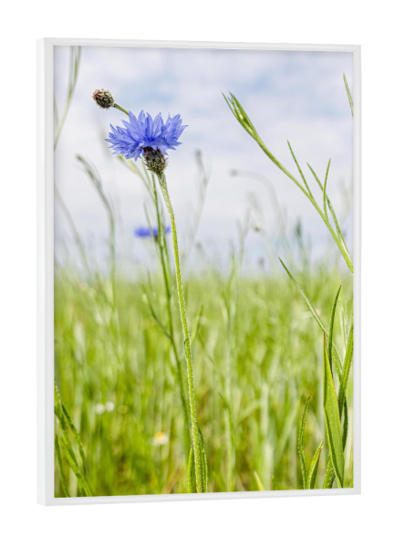 Poster mit weißem Rahmen "Kornblumenwiese" artboxONE - Natur,Floral