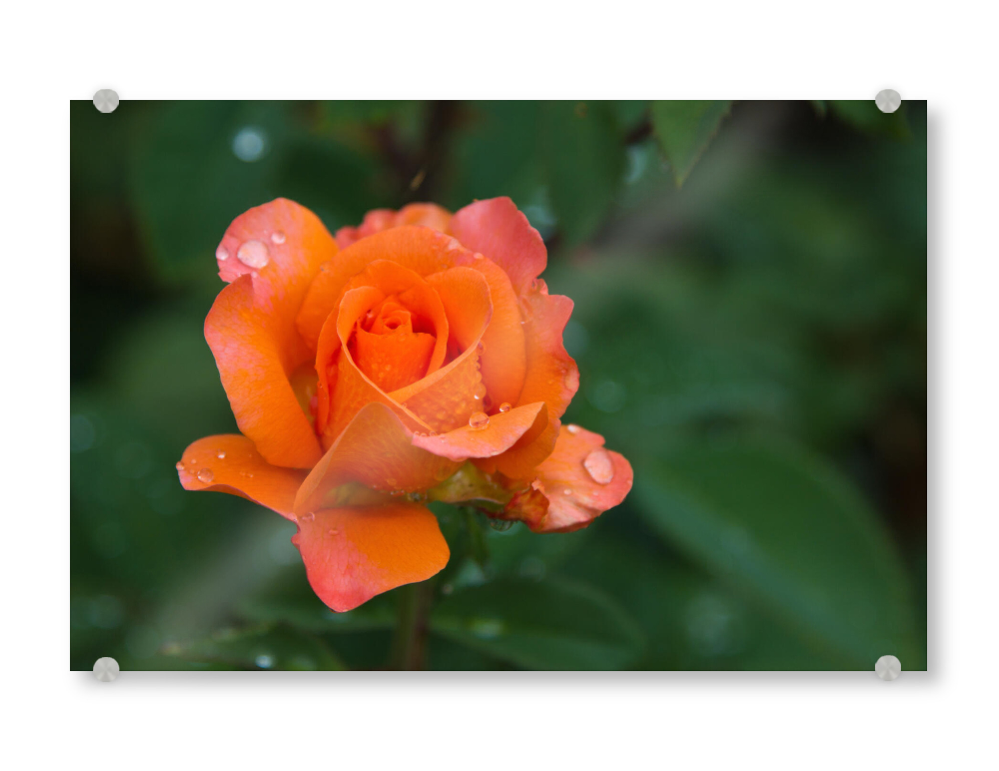 Acrylglasbild "Rose orangefarben" artboxONE - Natur,Floral