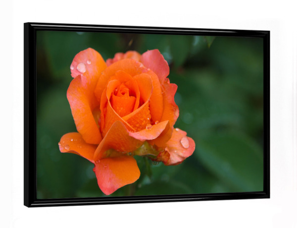 Poster mit schwarzem Rahmen "Rose orangefarben" artboxONE - Natur,Floral
