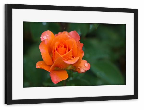 Poster mit Rahmen schwarz "Rose orangefarben" artboxONE - Natur,Floral