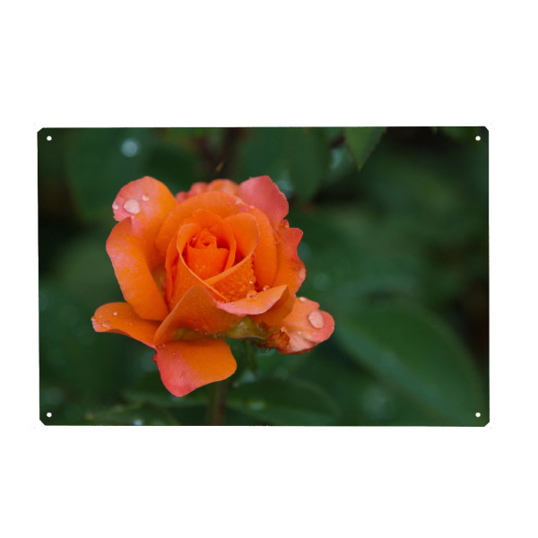Holzbild "Rose orangefarben" artboxONE - Natur,Floral