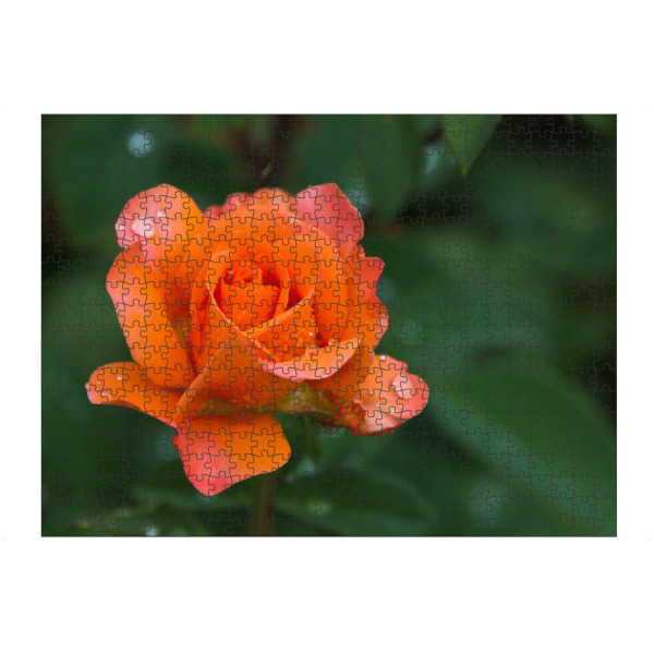 artboxONE Puzzle "Rose orangefarben" artboxONE - Natur,Floral