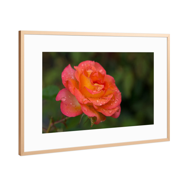 Poster mit Rahmen Kupfer "Rose in orange mit Tropfen" artboxONE - Natur,Floral